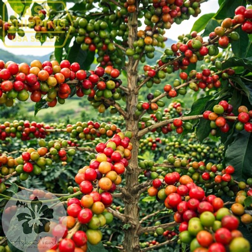 Arabian Coffee Seeds – Coffea Arabica – Evergreen Coffee Plant – Fragrant Flowers - Etsy