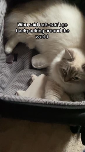 Abubaker & Family FT. Snowball | He’s packing to go and your enjoying the eating sound | Instagram