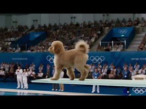 Puppy Olympic Diving – Fluffy Dogs Perform Perfect Dives