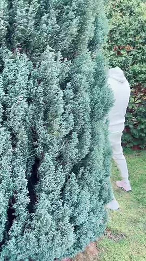 Caring for Coniferous Trees with Proper Watering Techniques