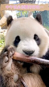 564K views · 10K reactions | : It's time for lunch! What's your favorite food? #panda (Video via Beijing Zoo) | China News 中国新闻网 | Facebook