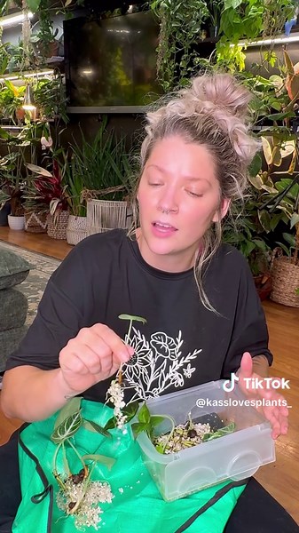 Potting Alocasia Corms: A Gardening Journey