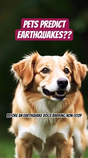 Can Pets Predict Earthquakes? #shorts #pets #earthquakes