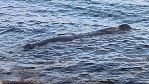Whale found dead on Duxbury Beach after Plymouth stranding. What the experts know so far