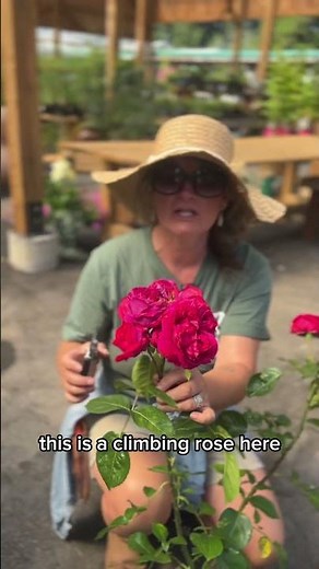 Rose Pruning 101 | Corona Tools