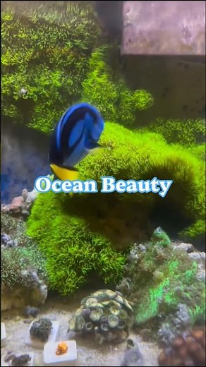 What Real Dory Fish Look Like in the Ocean 🐠✨ #viral #shorts