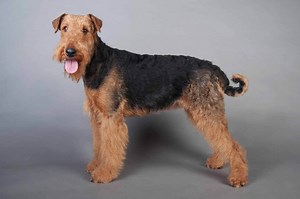 How to care for your high-energy Airedale Terrier