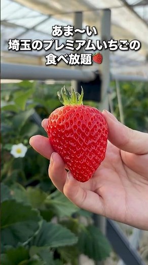 さいたま市イベント紹介（岩槻いちごファームNakaiwa）