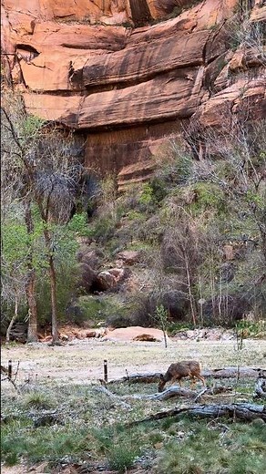 Wildlife in Zion National Park Utah #video #nature #utah #zion #usa #travel #animals