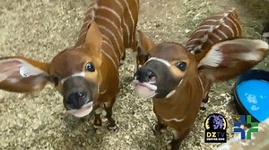 26K views · 2.2K reactions | No, you’re not seeing double—we’re...