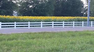 3.7K views · 117 reactions | Happy Friday! The Sunflowers and Zinnias are absolutely beautiful and awaiting your visit! | Green Acres Farm | Facebook