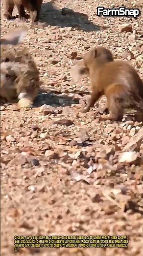 야생 몽구스 무리의 토끼 포획 행동 관찰 #farm #animal #wildlife #mongoose #nature