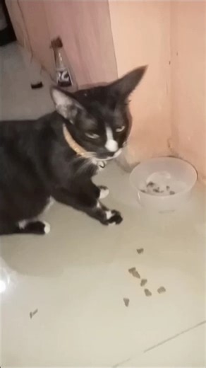 our new year visitor panda our neighbors kitty #cat #cute #short