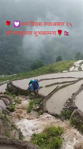 धान दिवस र असार १५ शुभकामना संदेश