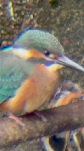 6月9日 善福寺川のカワセミ幼鳥 #スマホカメラ スマホ動画 #スマホ望遠レンズ #iphone #東京