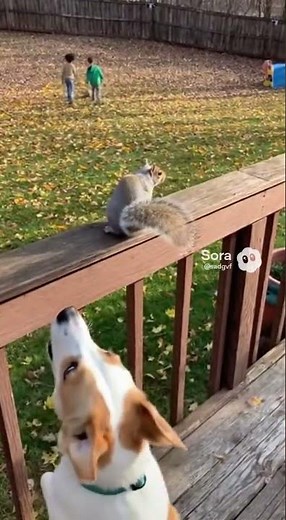 Dog vs. Squirrel: The Epic Backyard Showdown