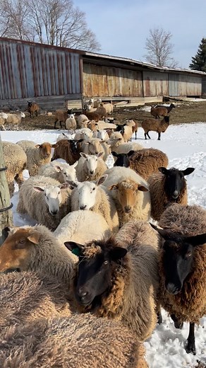 There are easier ways to make money… but I chose the sheep life: fueled by lanolin, chaos, and poop. #sheepfarm #sheep #sheeplife #farm | Mitten State Sheep and Wool