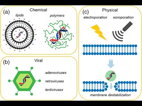 Nonviral Vectors for Gene Therapy; Electroporation, sonoporation, gene gun