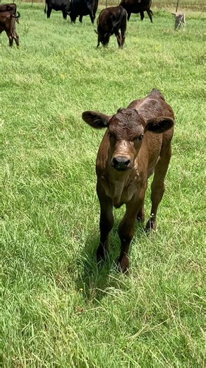 12K views · 545 reactions | Moving this herd into the horse pasture near the barn. We will be running them all through the chutes later this week to apply fly spray and sort off some calves to take to the sale. | Texas Rancher | Facebook