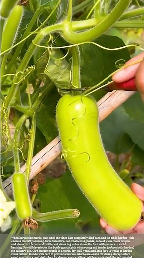 Harvesting Gourds #smartfarming #gardeningtips #homegrown
