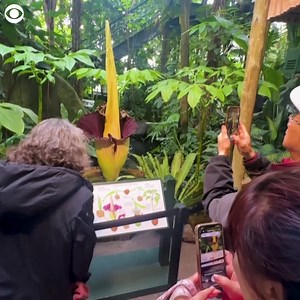2.8K views · 134 reactions | CORPSE FLOWER IN BLOOM: Visitors flocked to see a rare "corpse flower" in bloom at the New York Botanical Garden this week. The Amorphophallus titanum gets its nickname from its distinct odor of rotting meat that it uses to attract pollinators that feed on dead animals, according to the New York Botanical Garden. The flower only blooms for 24 to 36 hours once every four or five years. | WCAX-TV | Facebook