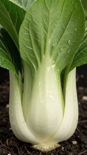 60 Days in 30 Seconds: How Bok Choy ACTUALLY Grows 🥬 (4K)