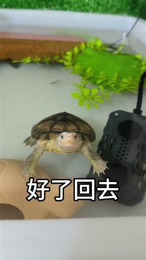 Unseen Pet Magic: Meet the Cutest Creatures