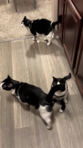 FEED US MOTHER!!! #cats #meow #purr #tuxedocat #pets #funny #cute #dinner