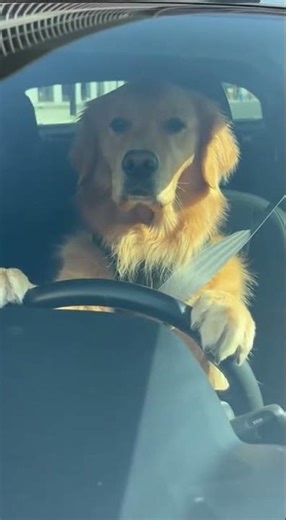 Golden Retriever Drives City Traffic — 8K Dash Cam 🚗🐶