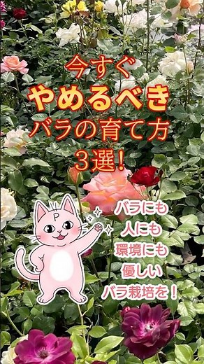 今すぐやめるべき！バラの育て方３選 #バラ # #無農薬栽培