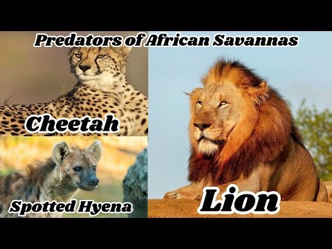 Predators of African Savannas:Lions,Cheetahs & Spotted Hyenas#lion #cheetah #hyena #nature #wildlife