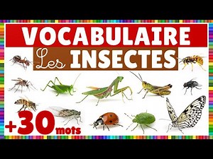 Vocabulaire : les insectes, les arachnides et les mollusques.