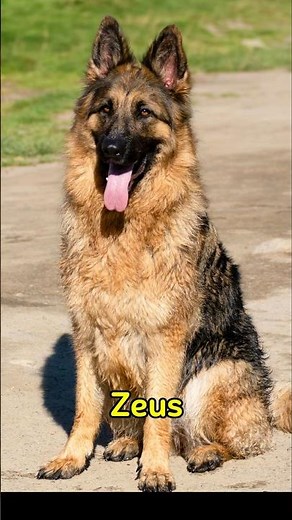 Top 10 German Shepherd Dog Names You’ll Love