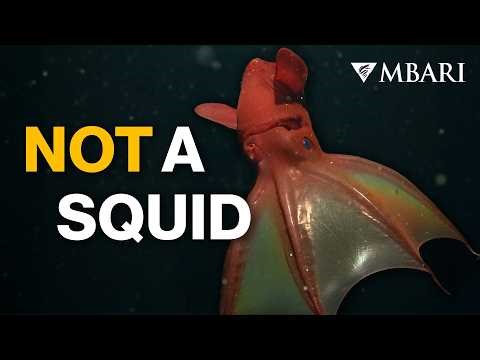 Deep-sea marine snow is on the menu for the vampire squid