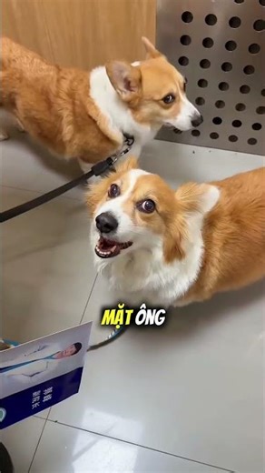The little dog and his bitter feud with the veterinarian 🐶