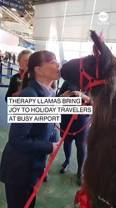 Whole llama love: Two therapy llamas are helping to ease the stress of peak season traveling at Portland's International Airport. https://abcnews.visitlink.me/a4uxlE | ABC News