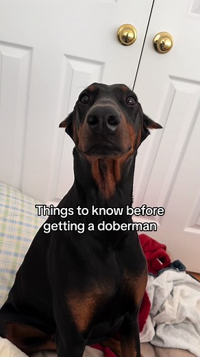 Dobermans 101 guide 💪🏼 #doberman #dobermans_of_tiktok #dobermanpinscher #dobermanpuppy #dogsoftiktok