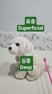신구대학교 🐶반려동물학과 🔰해부생리학 1.생명의 이해/방향표시용어.NAMI