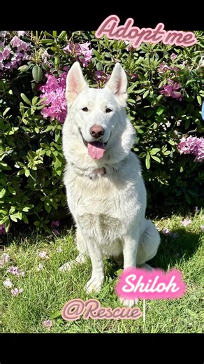Meet Shiloh, a stunning White German Shepherd mix. Shiloh is about 2 years old and weighs 90 lbs. Shiloh is super friendly and very affectionate (she really enjoys belly rubs!). Not surprisingly, Shiloh is very smart and knows several commands. She has quite the personality and is very engaging! She is playful and fun but is also very well mannered. Shiloh loves her walks and is a pleasure to walk. She appears to be housebroken and dog friendly. Shiloh is spayed, microchipped and up to date on v