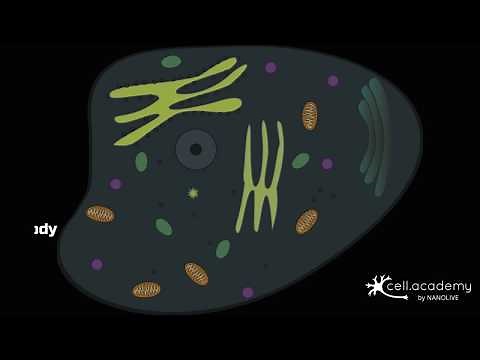 How many cells does the human body have?