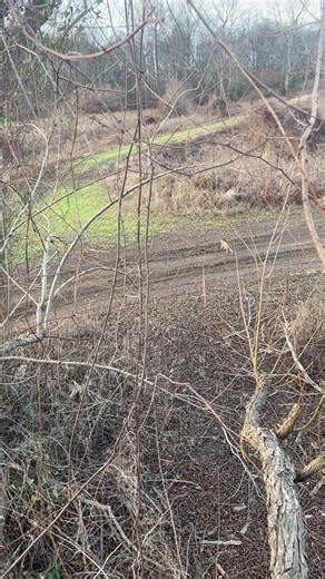 Clean freak! #bobcat#louisiana#hunting