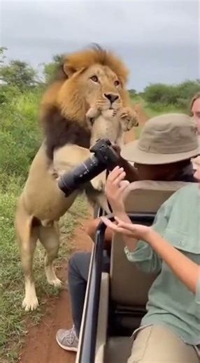 Lion Dad Hands Over Cub to Humans! #LionLife #WildlifeWonders #AnimalKingdom