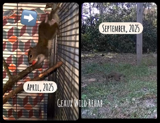 8.9K views · 119 reactions | This young grey squirrel came to me in...