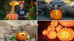 Houston Zoo Boo is back now through Halloween