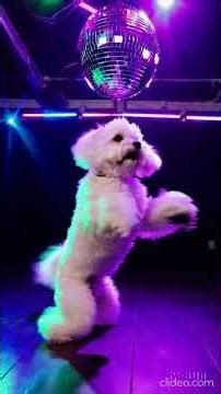Havanese Dog Disco Dancer