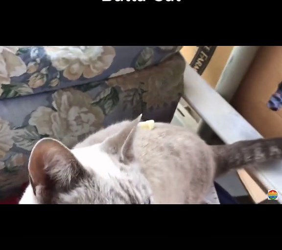 Butter Cat: Funny Cat Video with Butter on it