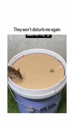 Brainbites.io | LabViews_425794SXHr The post features a video of a DIY rat trap using a bucket with a spinning cardboard lid and bait, successfully... | Instagram