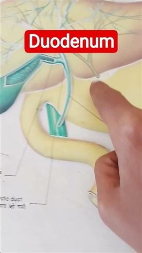Human Anatomy of digestion #duodenum #biology #education a#anatomy #