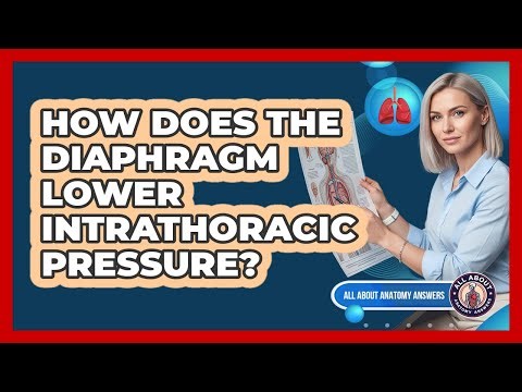 How Does The Diaphragm Lower Intrathoracic Pressure?