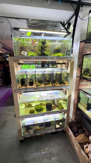 Cleaning My Infested Shrimp Tank: Bug Removal Tips